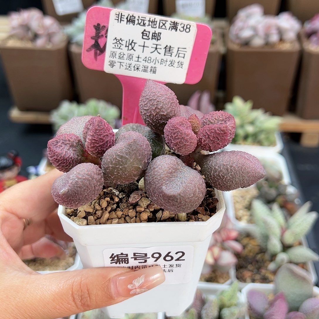 962水蜜桃多肉植物