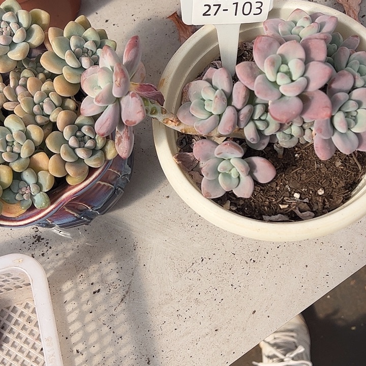 丝***雨多肉植物组合盆栽27/103