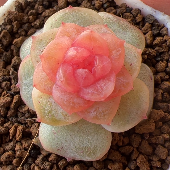 开播福利，一物一拍精品糖心，尺寸不大介意勿拍