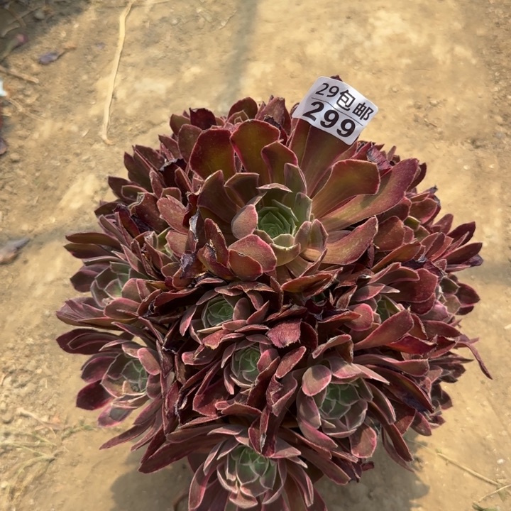 浣纱……多肉植物的