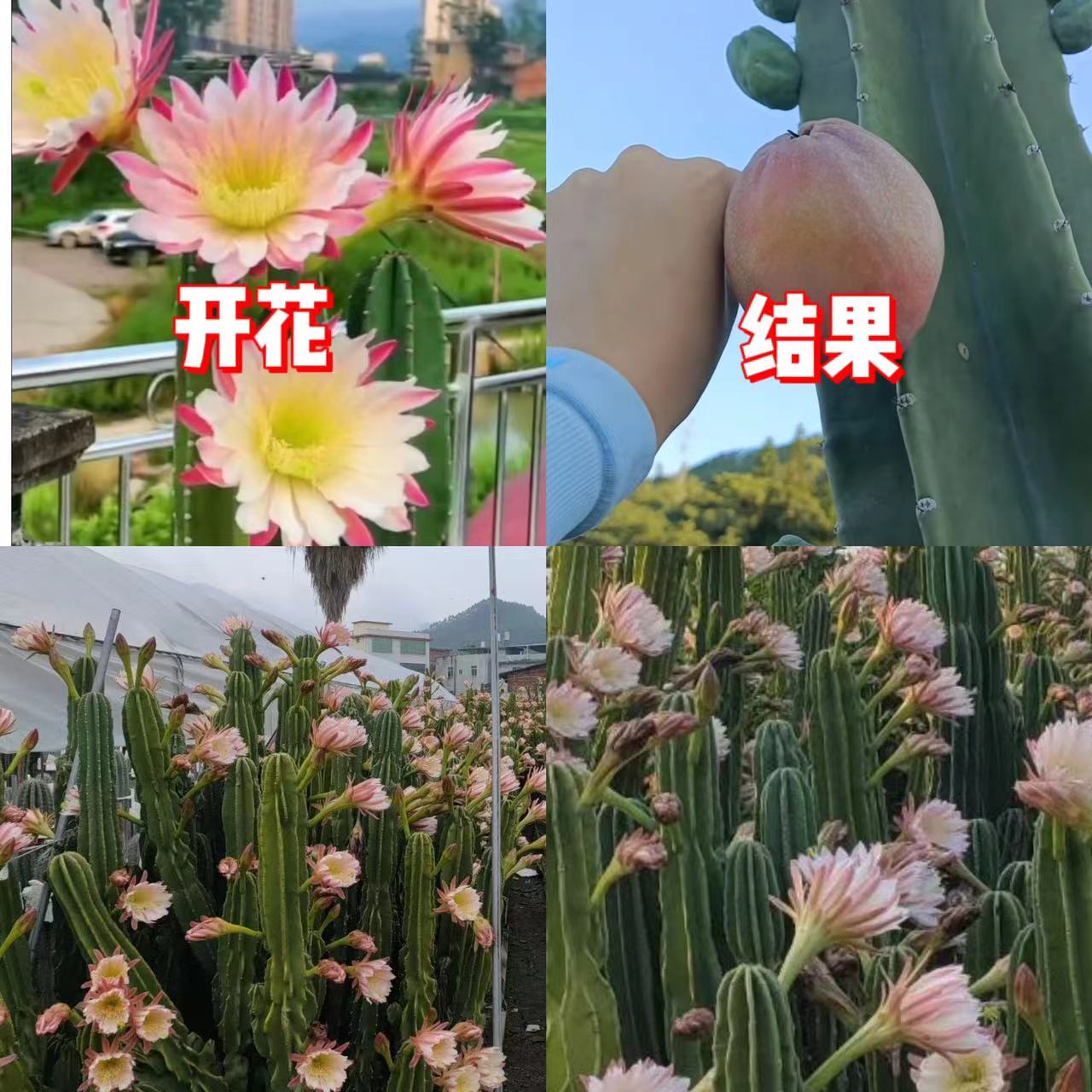 【带根】15cm 量天尺【不带花苞】