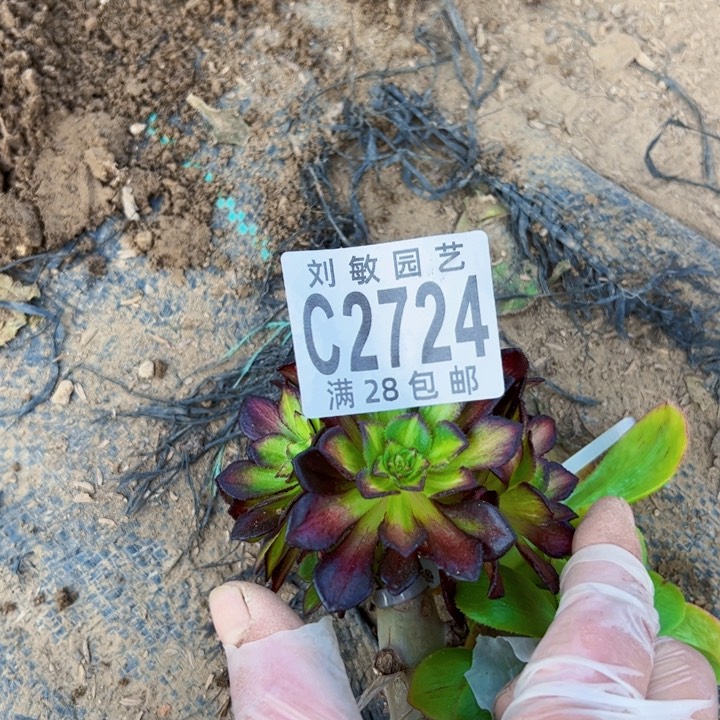 2724海王7彩多肉植物法师