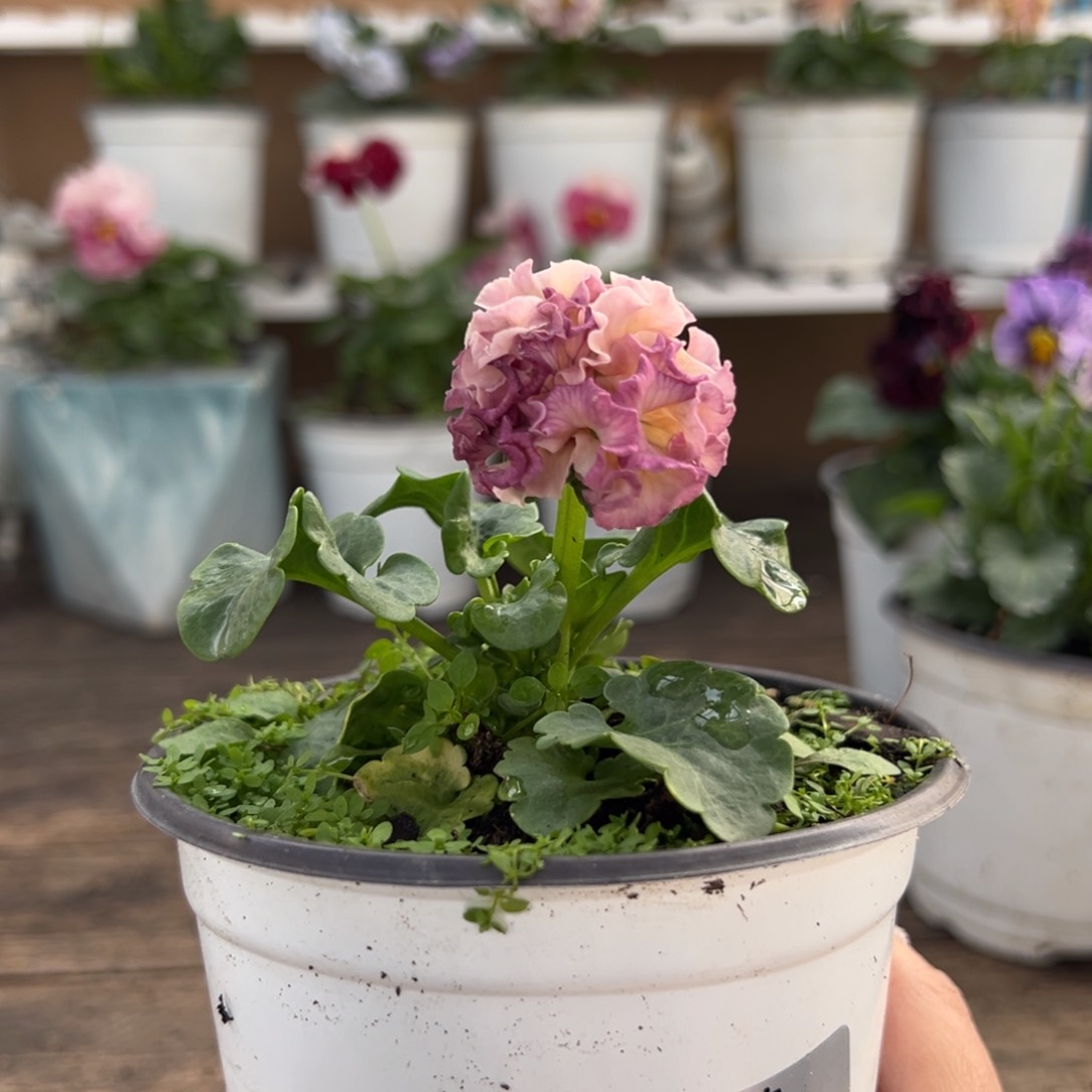 【闪购商品】完全开放065号