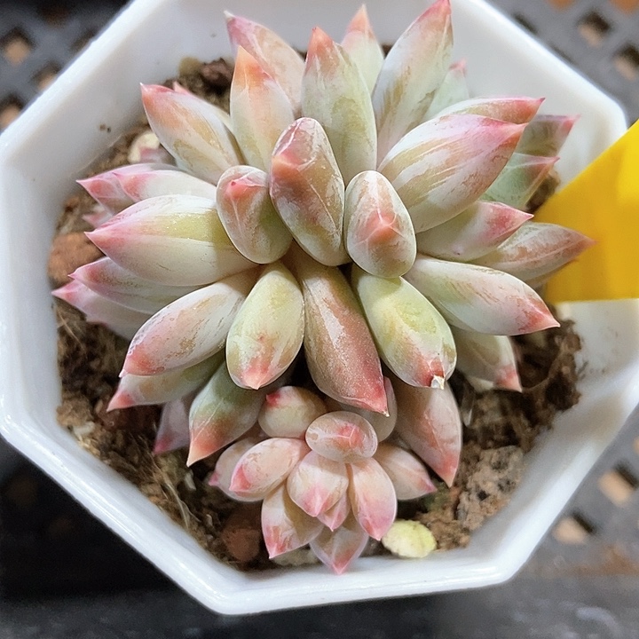 多肉植物884多肉