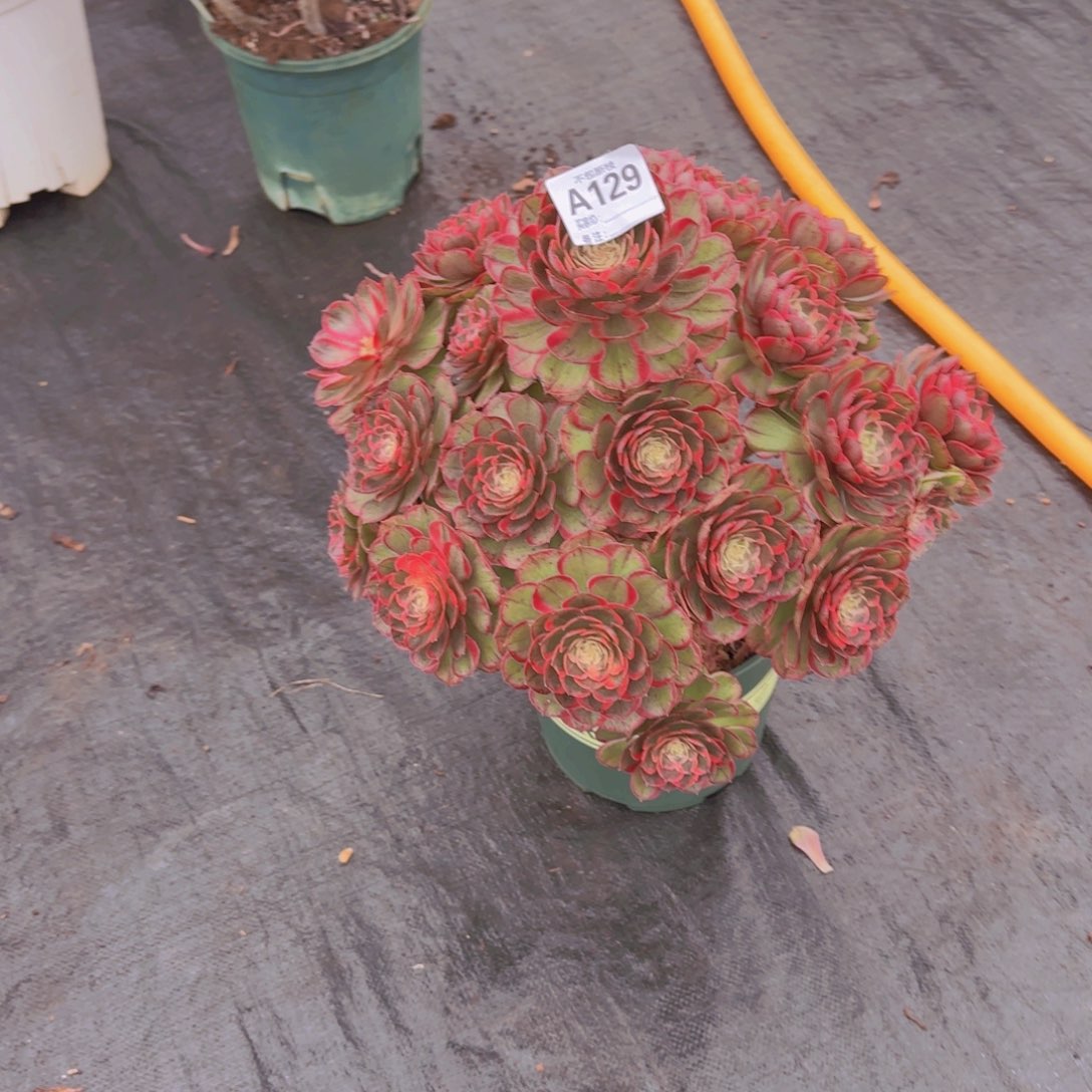 精品多肉植物139