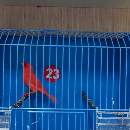 虎皮鹦鹉虎皮鹦鹉大红袍一公