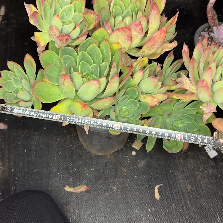 唐***啦花蝴蝶940 多肉植物一物一拍