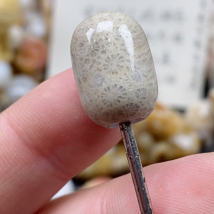 颈饰未镶嵌硅化珊瑚（珊瑚玉）小