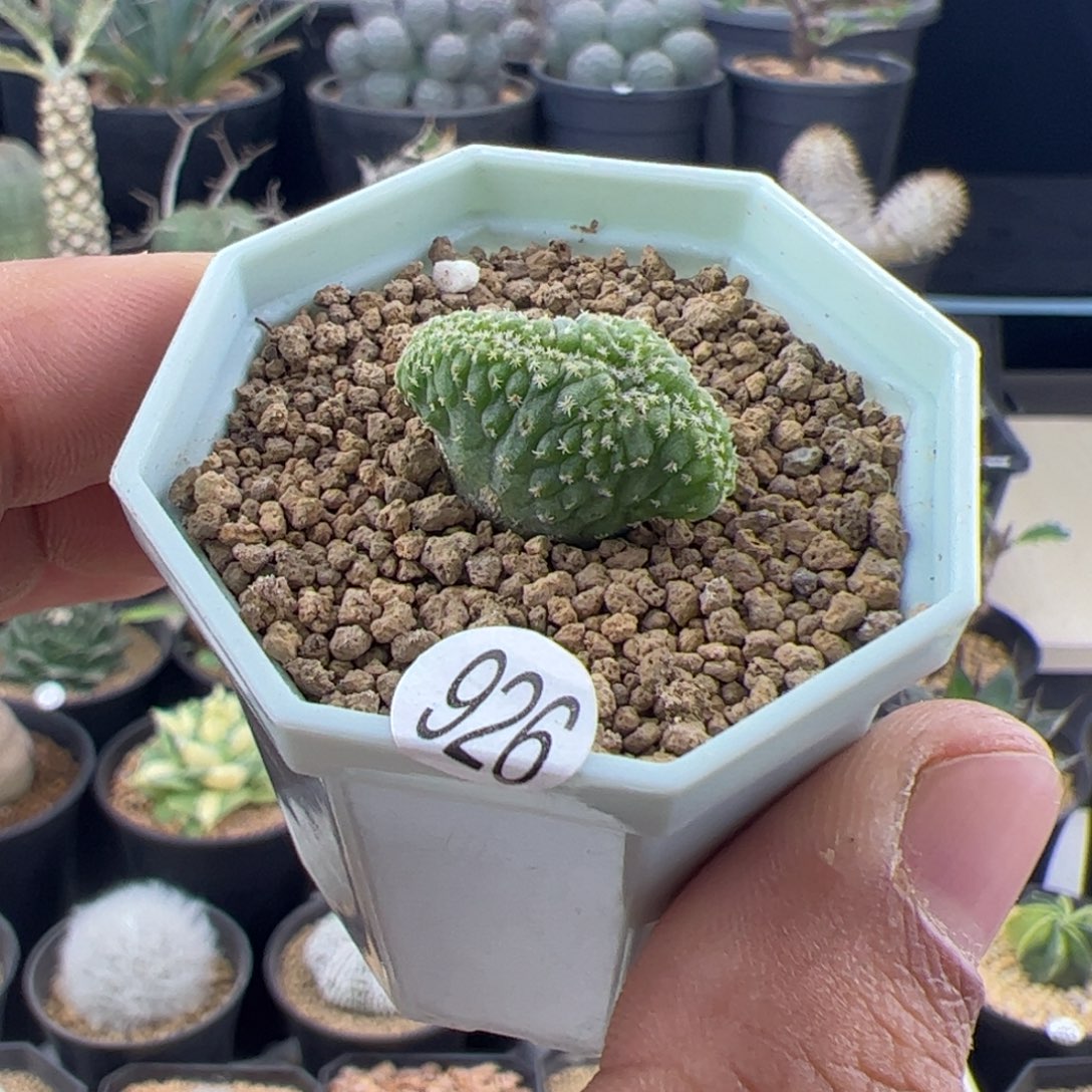菊水缀化实生2.1一物一拍