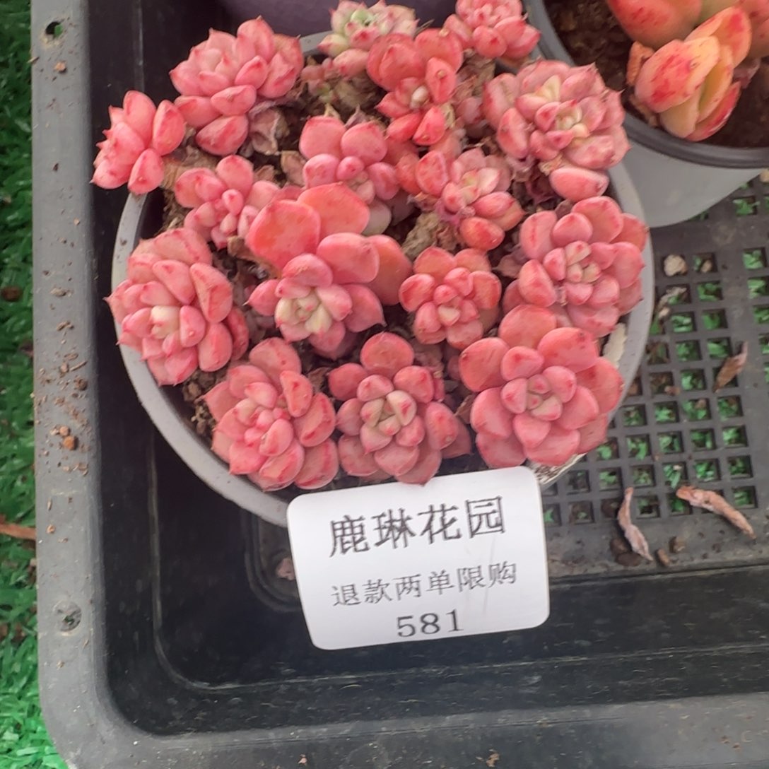 一***子闪购精品多肉581散裙