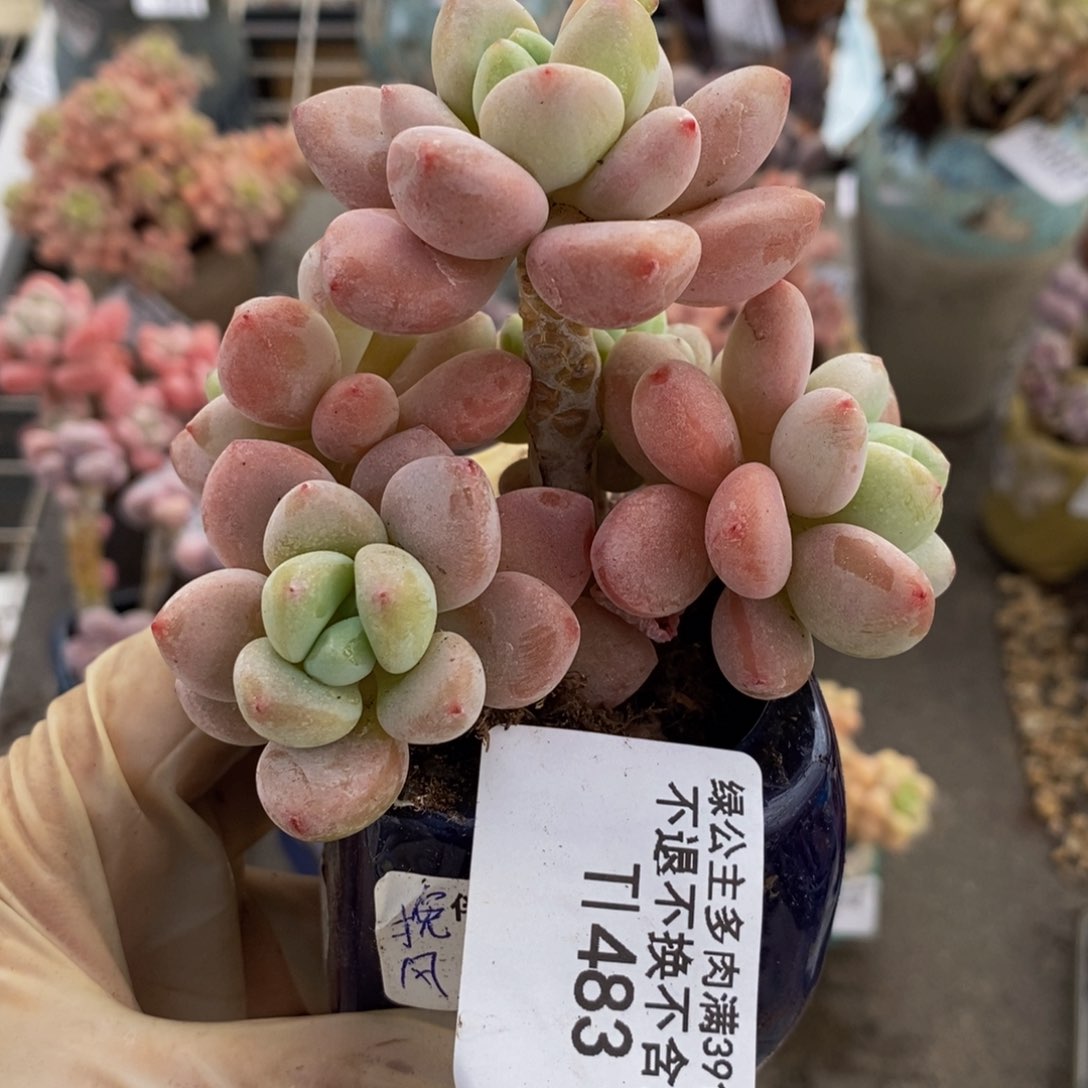 樱花洛神483/8c m