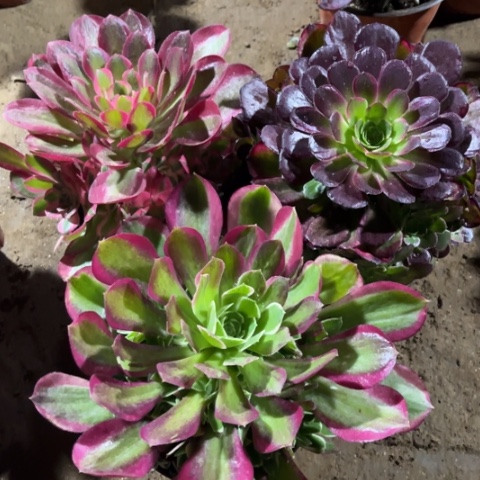 878多肉植物组合