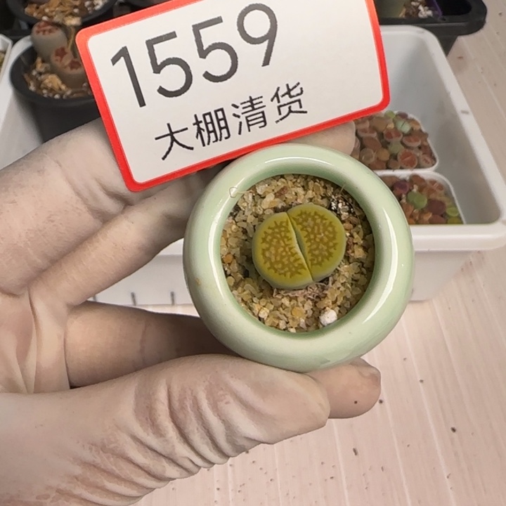 1559 大棚清仓大捡漏