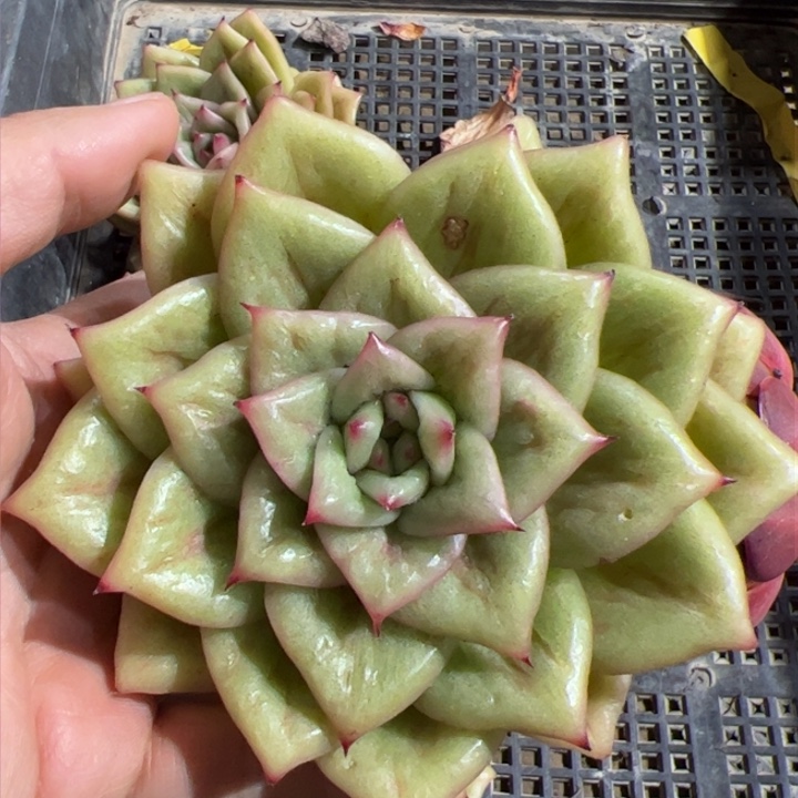 蔷薇锦 多肉植物