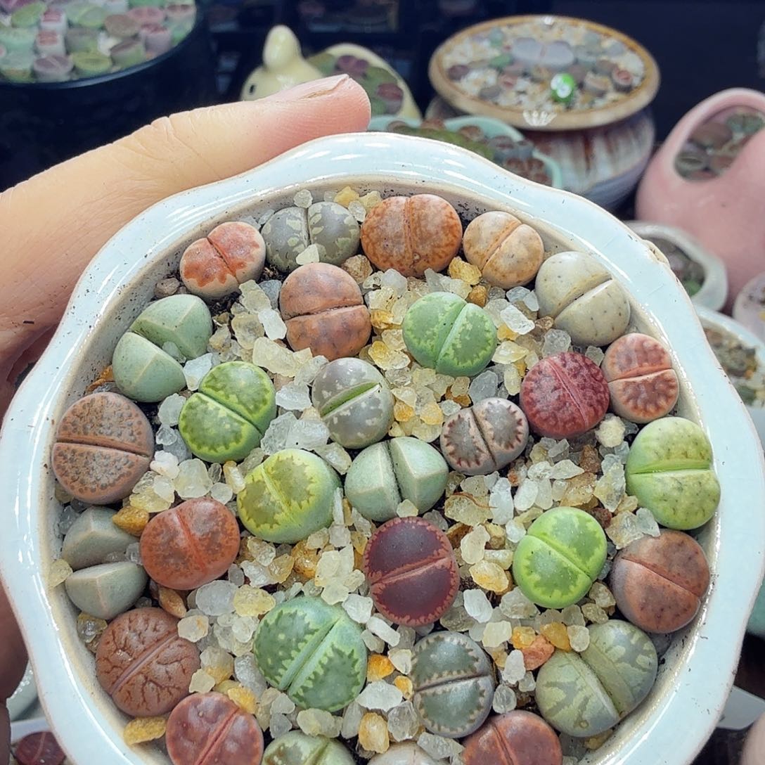 多肉植物开播福利冲818