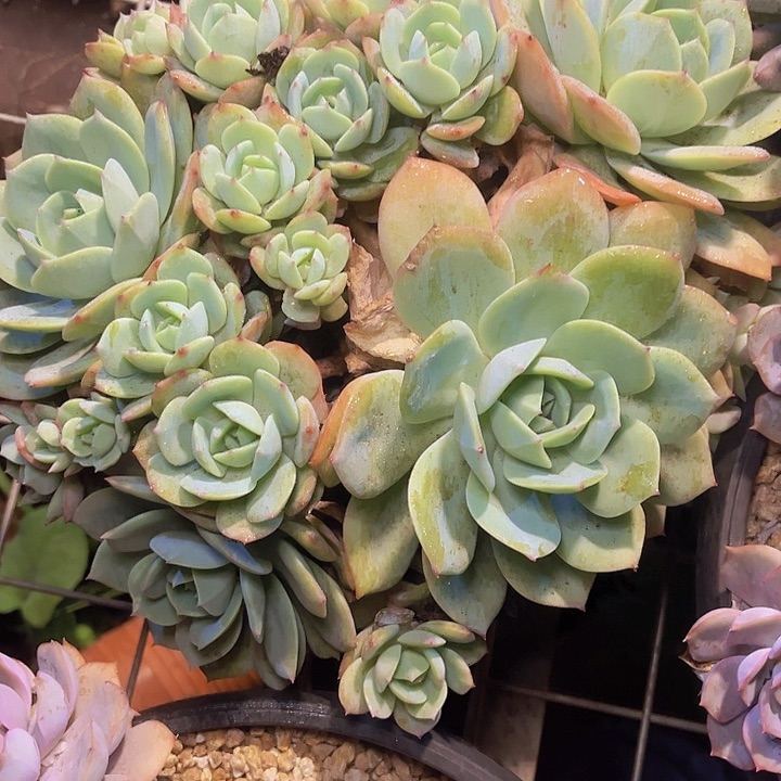 庄***庄在哪上班吗今天怎么没有去你