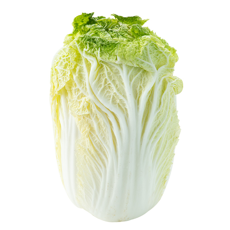 夏阳白白菜白菜