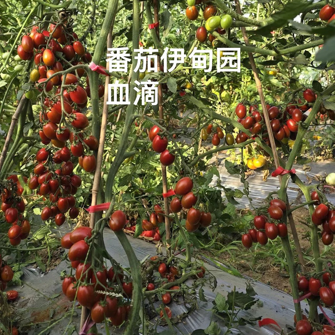 321血滴Вlood drop5粒种子