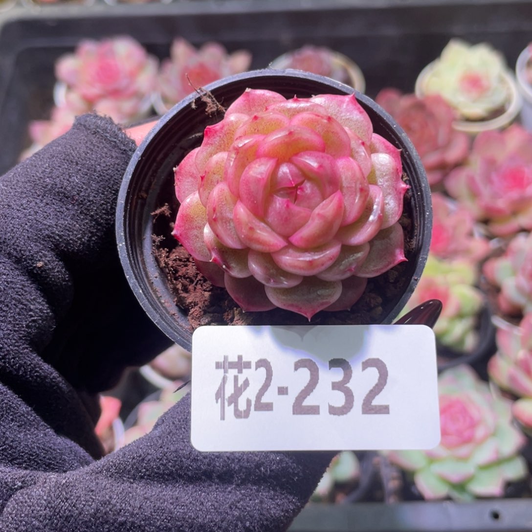 花利美2-232新品单头