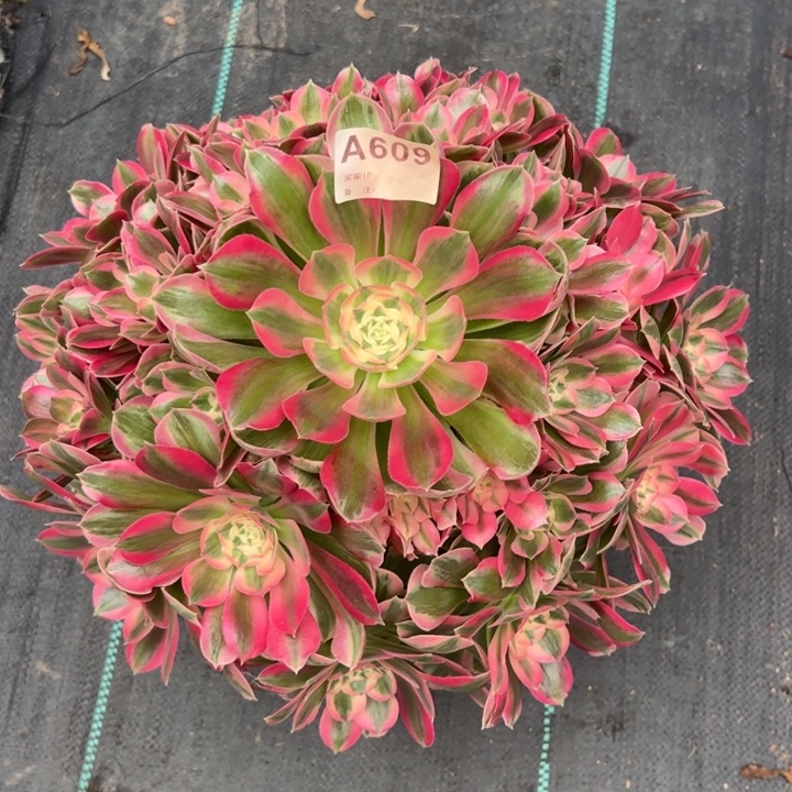 609粉女郎35厘米左右