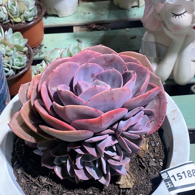 【闪购商品】尘埃玫瑰15188