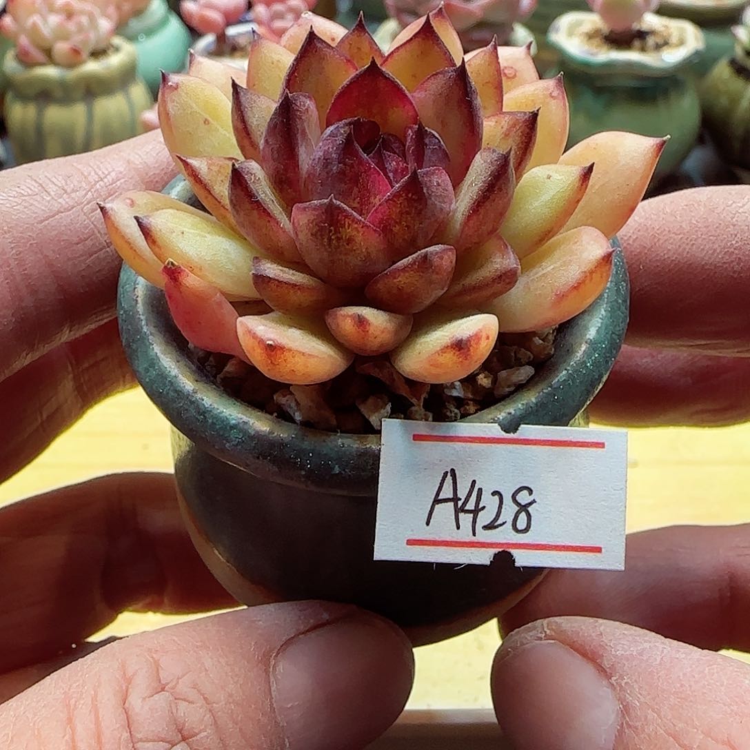 A428，小暖福利多肉