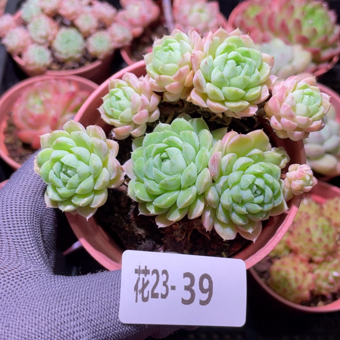 花利美23-39羊脂球