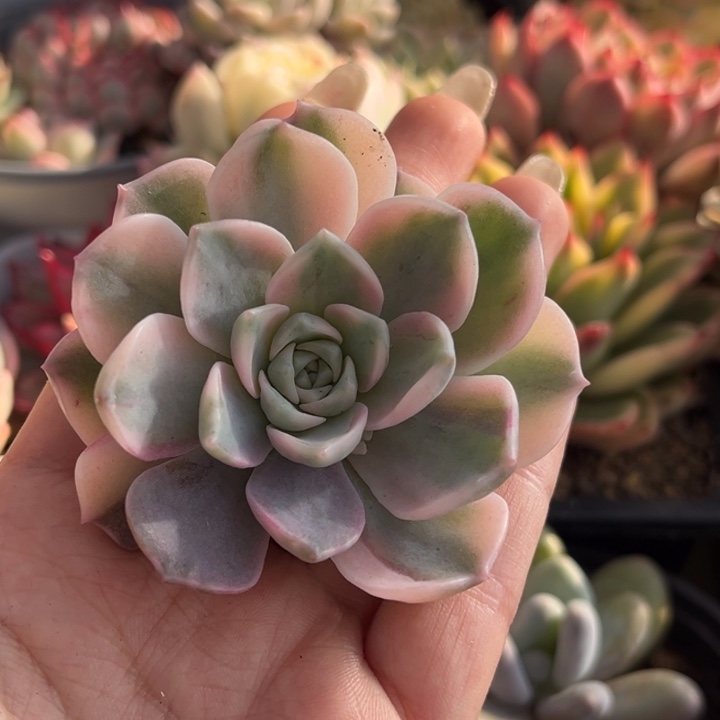 安娜锦头盖一颗价格