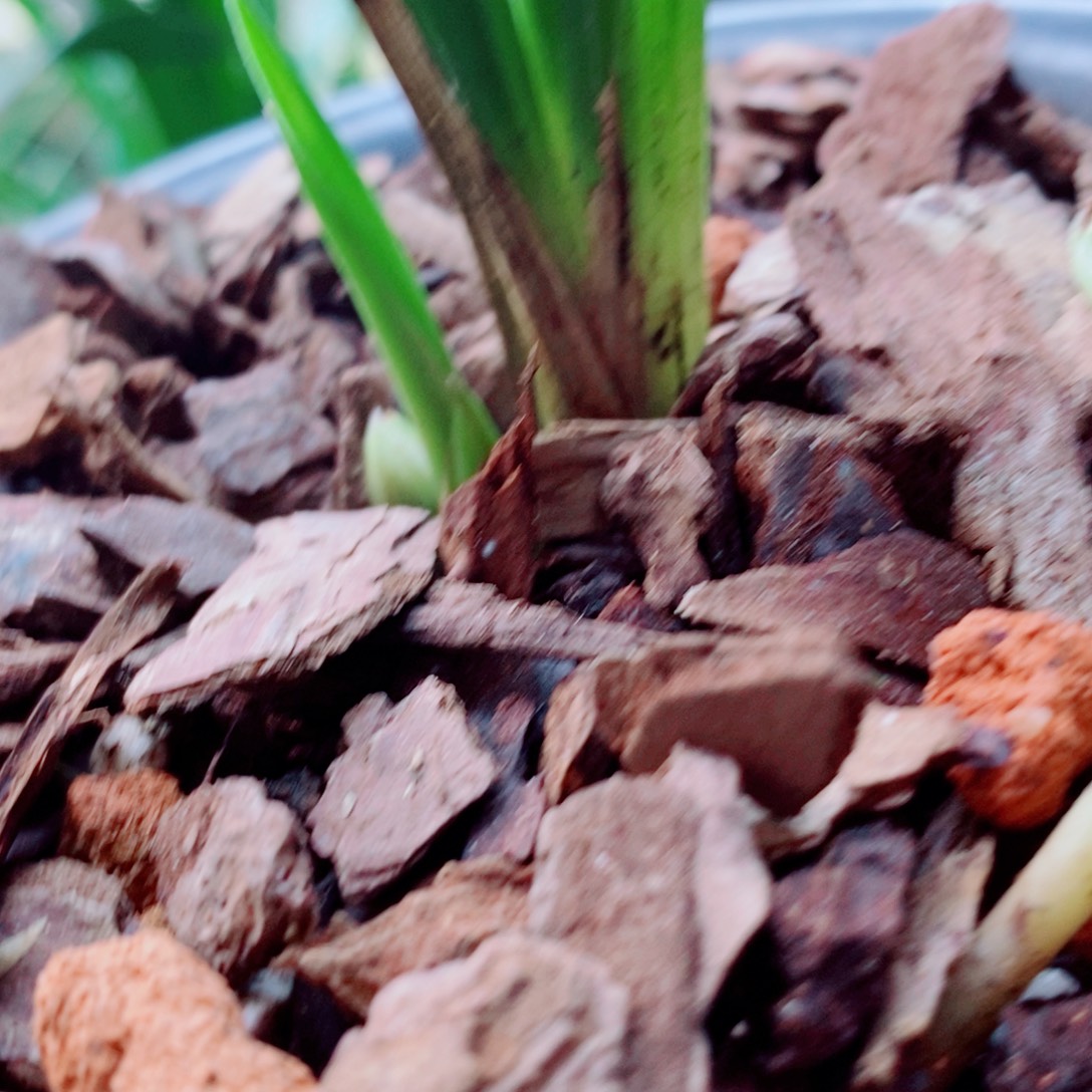 大部分花苞少量开放