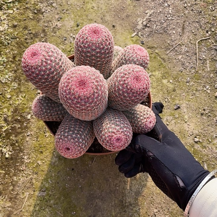 *****完全开放红太阳带盆土