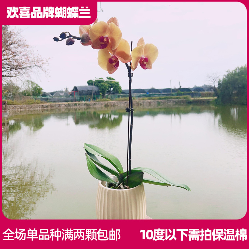 【芳美钻石】精品蝴蝶兰室内绿植