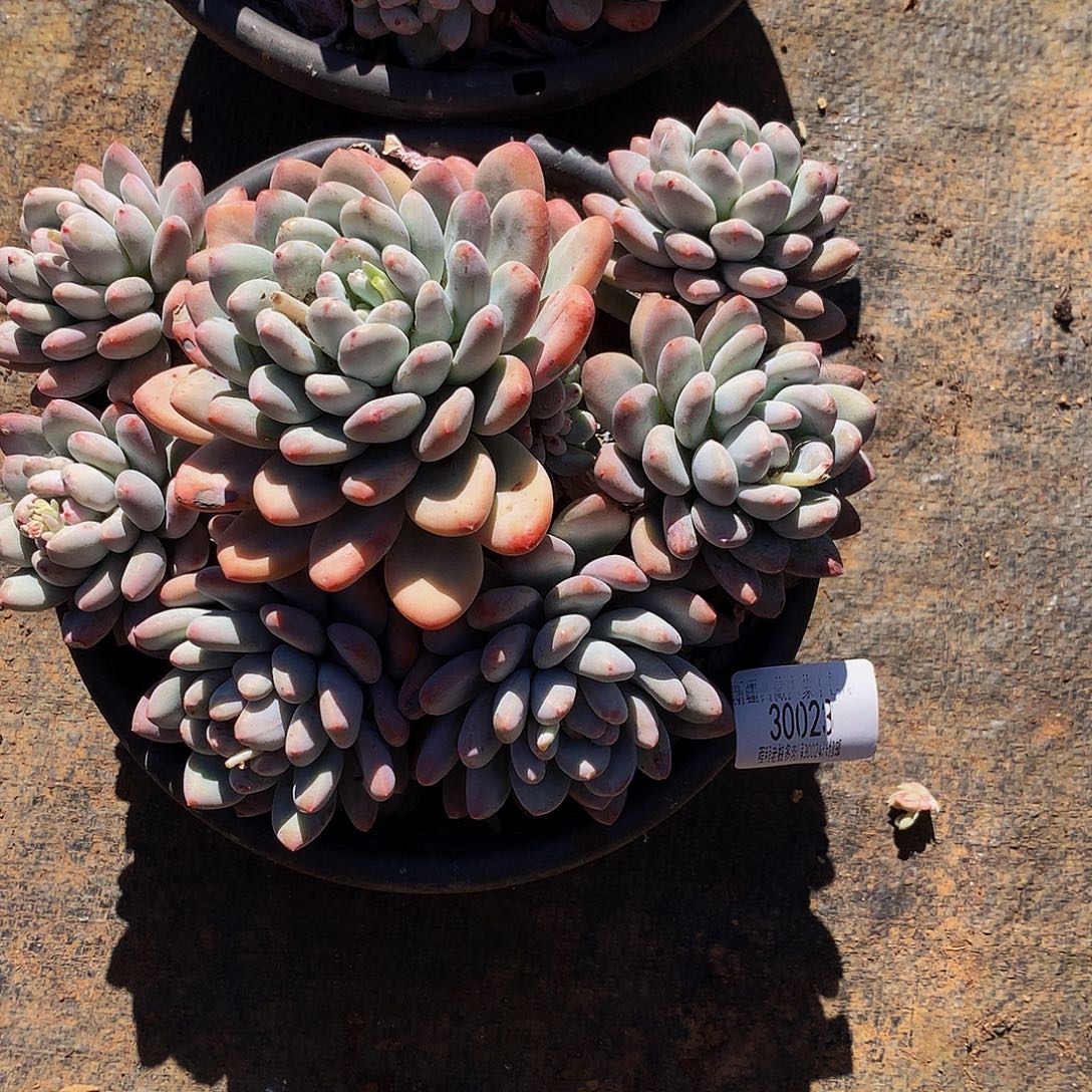 希***皮香水30023吨肉多肉