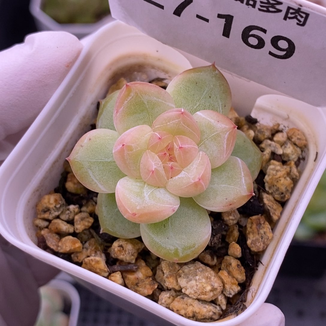 【闪购商品】27-169
