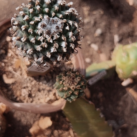 669处理两个仙人球的