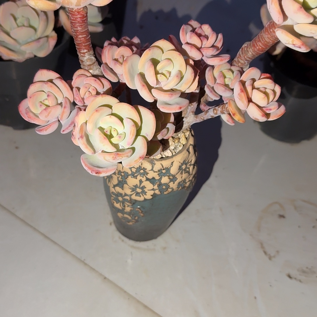 阿***颖白月光多肉植物一颗