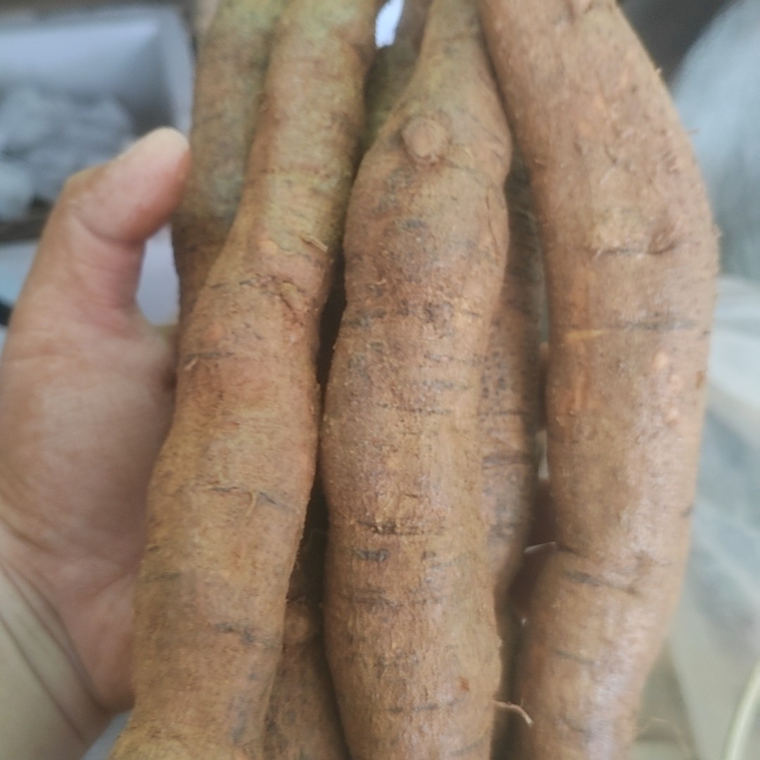 中圆新鲜精选牛大力薯煲汤