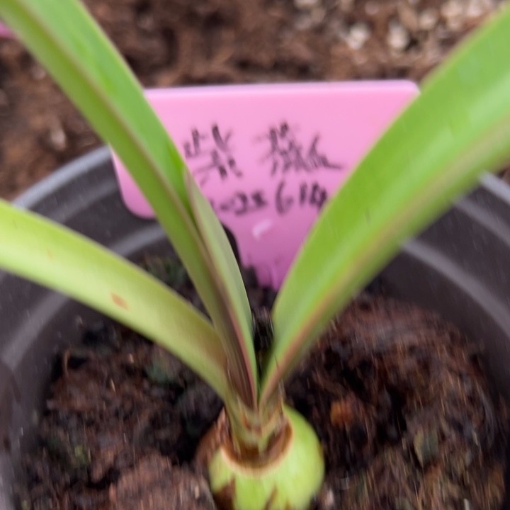 重瓣朱顶红紫薇2.2