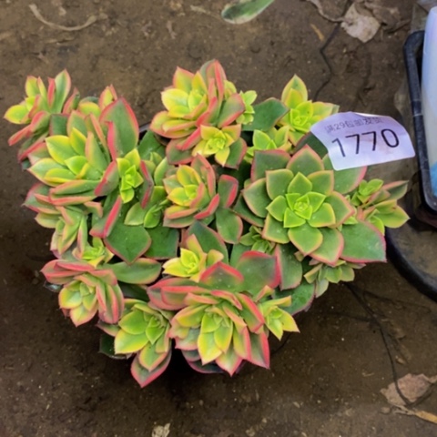 艳日辉多肉植物1770