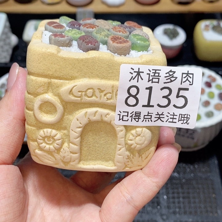 带盆土植物 精美盆栽8135
