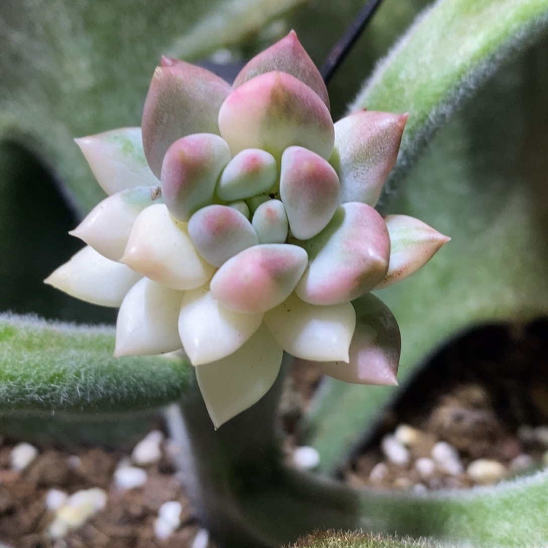 冰淇淋锦 多肉植物