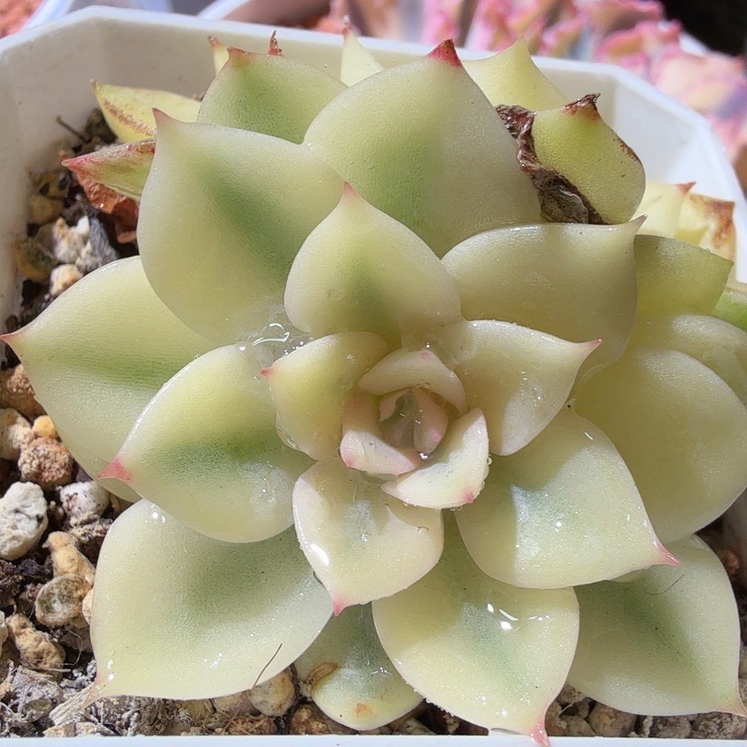 东云锦，多肉植物