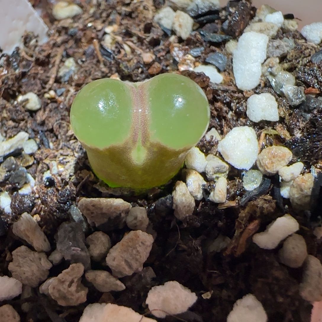 肉锥多肉植物百科6-磁铁622