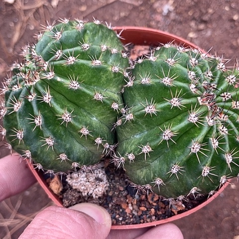 实生彩草微瑕带锦