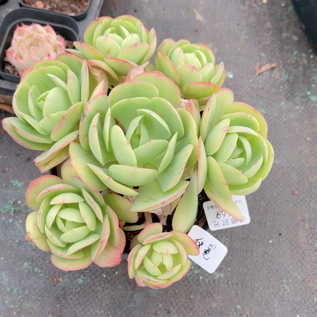 仪***q669 碧桃 带陶瓷盆发货 一物一拍