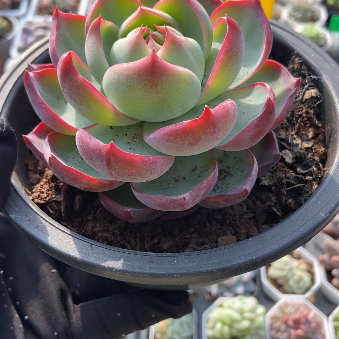 717惊鸿仙子多肉植物