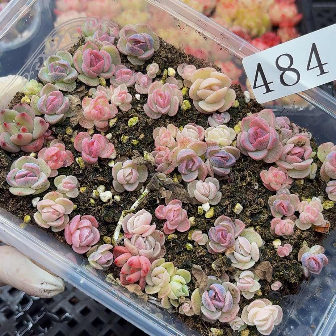 多肉植物多肉植物484