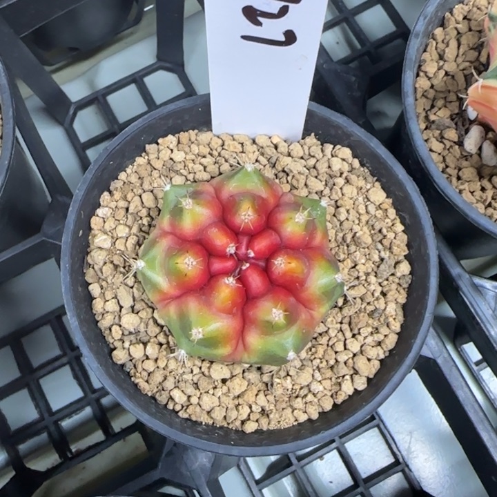 27-0210candy脱土发多肉