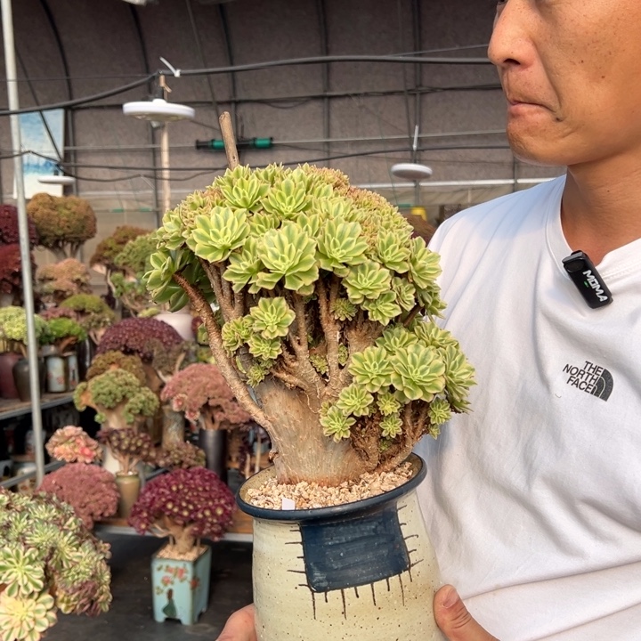 艳凝朵朵缀不带盆土