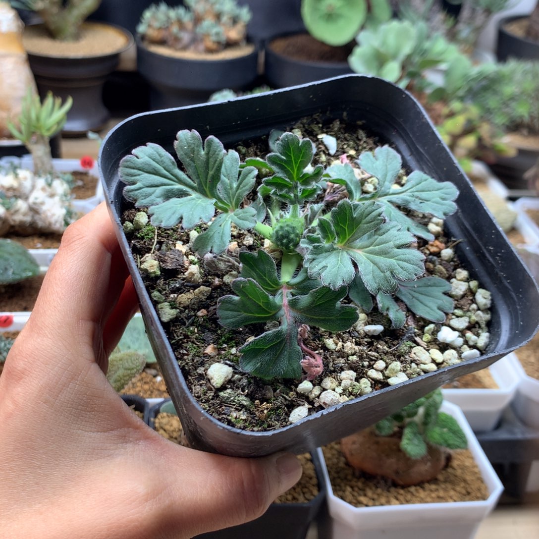 爱***儿红花杨葵母本带盆