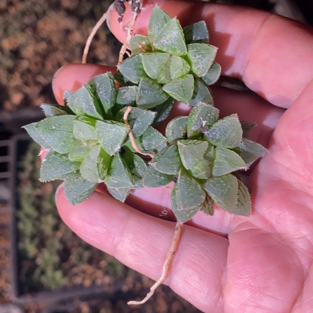 614 一颗新冰砂糖 做手捧花首选